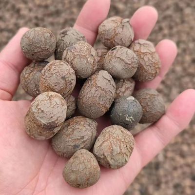 정원 및 정원농업용 LECA 대량 밀도 250-450kg/M3 수식 LECA 공